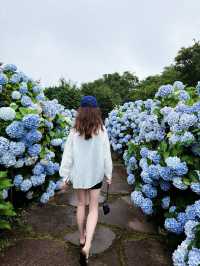 推薦尹導！！行程安排很合理，追海豚、小羊肖恩牧場、山茶花園區、柱狀節理帶、涯月海岸全都走到，不會趕時