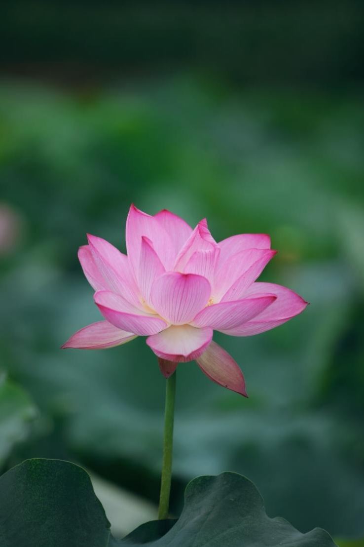 A hidden summer resort town in western Yunnan! Yunxian County is so therapeutic in summer.