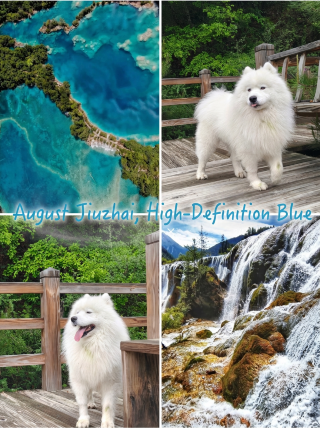 Samoyed’s Jiuzhaigou wonderland