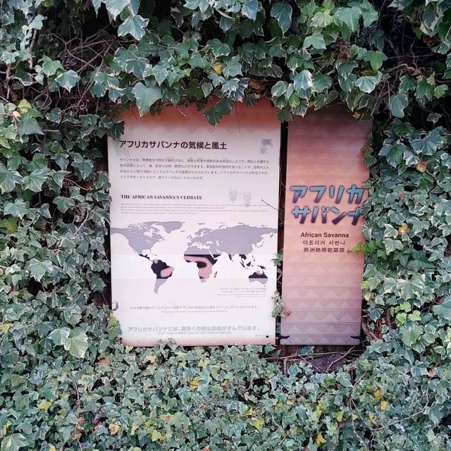 まるでサバンナ？天王寺動物園