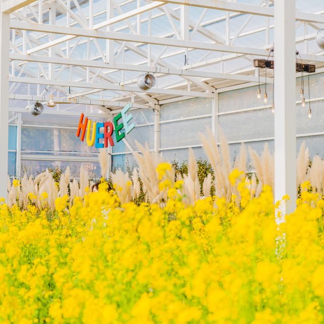 🌸봄이 가득 피어난 곳 [제주, 휴애리]🌼
