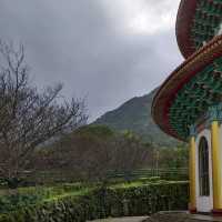 วัดเทียนหยวน​ สถานที่ชมซากุระไต้หวัน