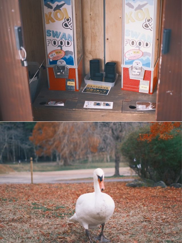 日本九州 | 一定要來一次志高湖🍁🦢