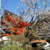 上賀茂神社の桜は五分咲きで華やかだった。