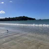 Waiheke island from visitor views!!!