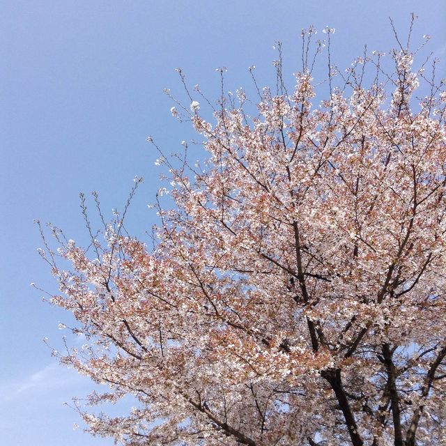 죽기전에 꼭 가봐야할 명소 / 진해 군항제 당일치기 💕💘