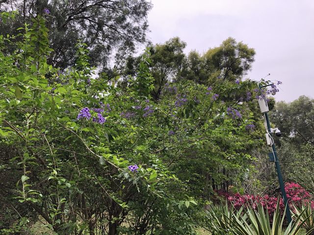 蓮花山公園🏃🏃🏃