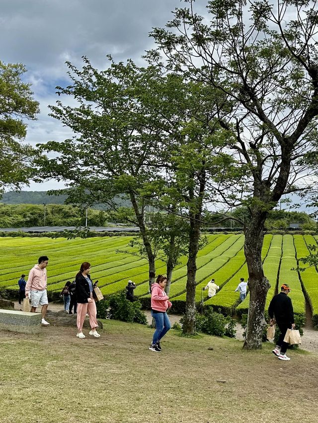 Osulloc Tea Museum - Jeju, S. Korea