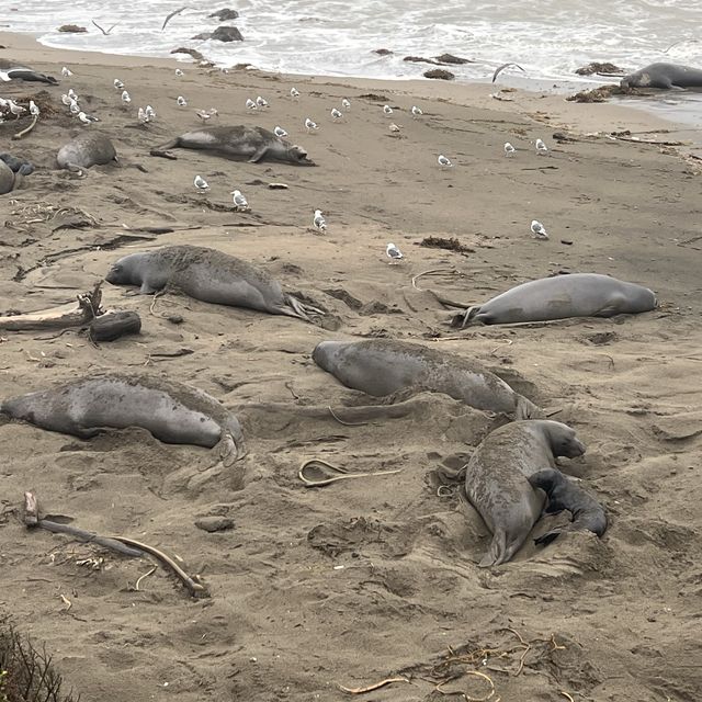 Elephant Seal Vista Point , อเมริกา