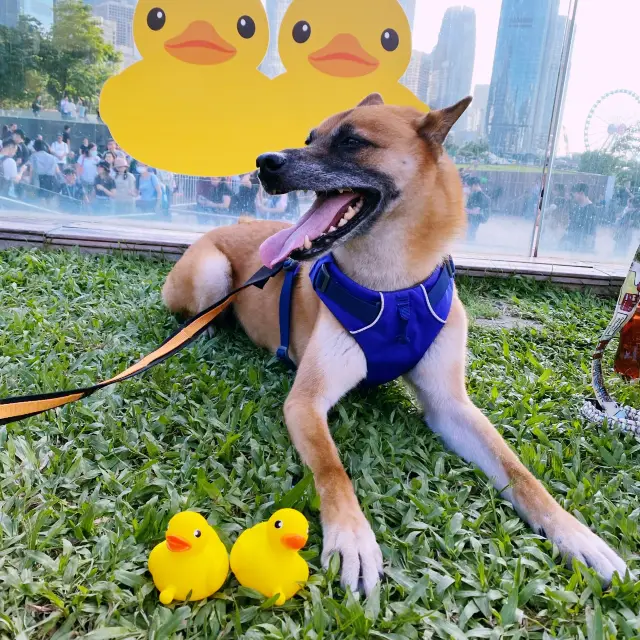 Double Ducks in Hong Kong 🐤🐤