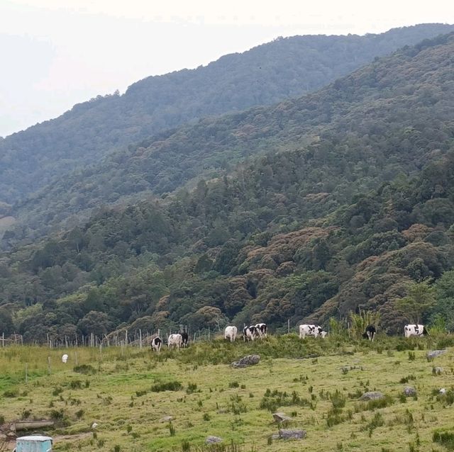  Mini New Zealand in Sabah