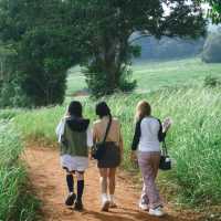 ไปเขาใหญ่แวะหอดูสัตว์หนองผักชีได้นะ