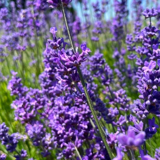 INCREDIBLE PURPLE PARADISE IN LONDON!