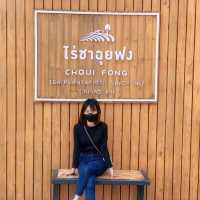 ไร่ชาฉุยฟง ณ เชียงราย