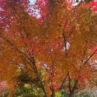 Hwadam Botanic Garden in Autumn season 