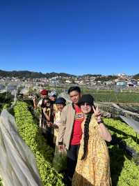 La Trinidad Strawberry Farm