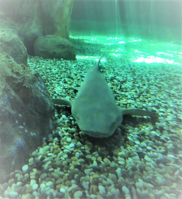 Ocean Park Hong Kong