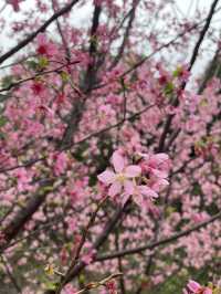 機場櫻花園！期間限定香港賞🌸秘景