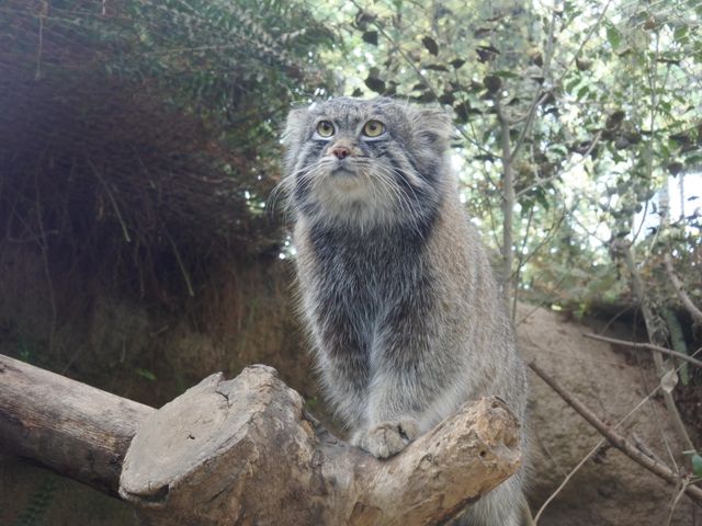 可愛い動物にたくさん会える神戸どうぶつ王国