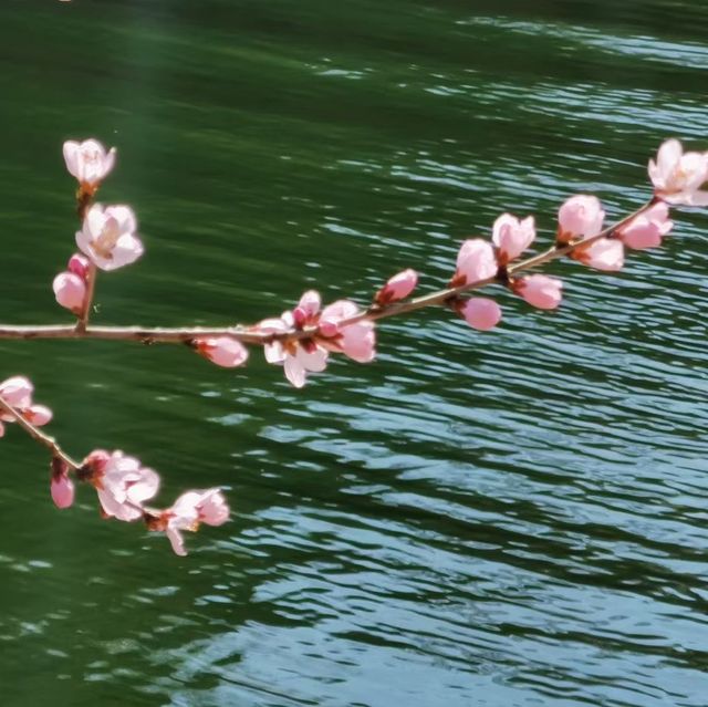 北京黃花城水長城花海