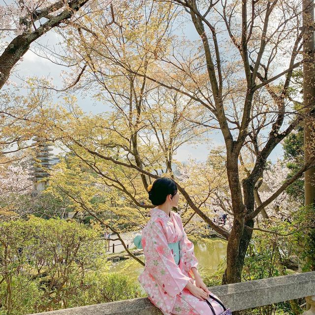 4월 초에 일본 교토에 가면 생기는 일 🌸