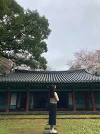 제주도 벚꽃명소