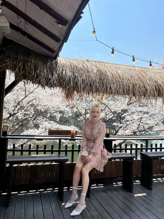 인정할 수 밖에 없는 용인 벚꽃뷰 카페 🌸