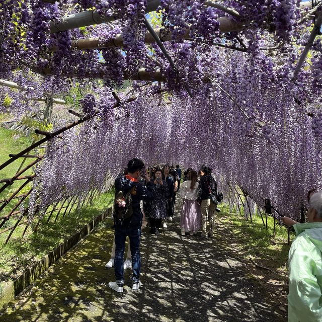 อลังการ อุโมงค์ดอกวิสเทอเรีย ที่ kitakyushu