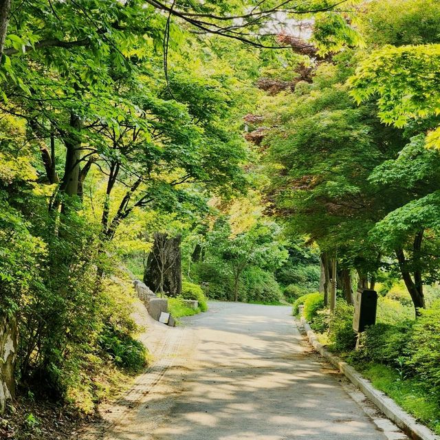 봄을 지나 여름이 오는 비슬산 초록초록 산책로