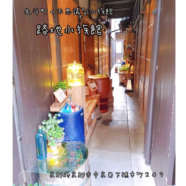 京都の穴場観光スポット　不思議な世界観の水族館
