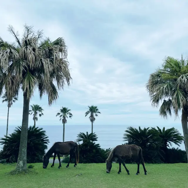 【宮崎県】都井岬で野生の馬と絶景に触れる！