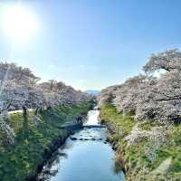 Sakura