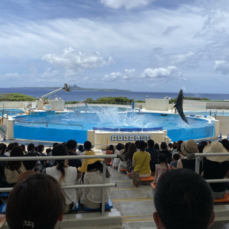 沖縄本島・美ら海水族館（海洋博公園）「オキちゃん劇場」なんと無料で