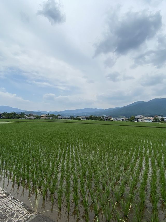 日本🇯🇵 ｜由布院一日遊 - 日本必去溫泉地點