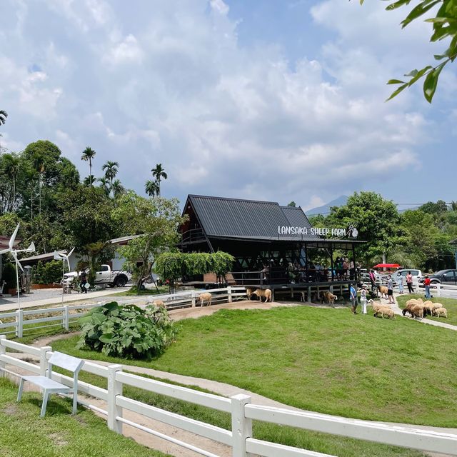 Lansaka sheep farm : คาเฟ่ฟาร์มแกะ ลานสกา
