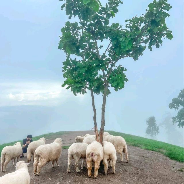 Akha Framville🐑🌳🍃
