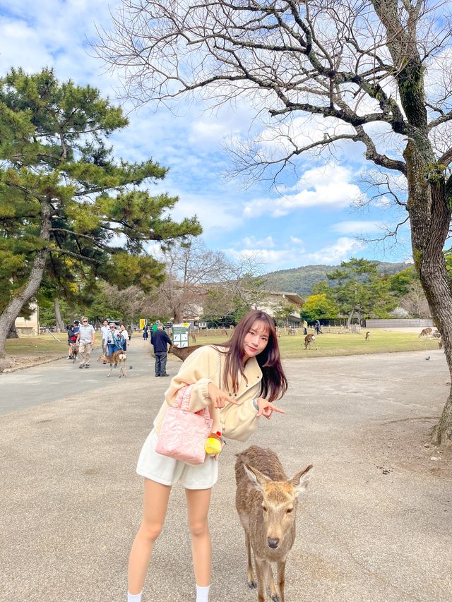 특별한 일본여행을 즐길 수 있는 사슴공원🦌