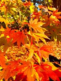 北海道　北海道観光　錦秋の札幌　札幌円山公園の紅葉が見頃！