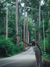 ไปเช็คอิน ถนนต้นยาง ประตูสู่เชียงดาว