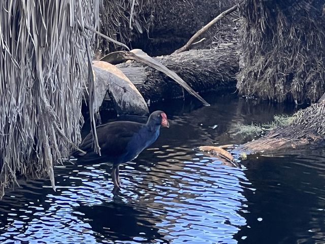 Lake Douglas, Swan Canning Riverpark😎📸🤩