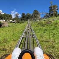 Pongyang Jungle Coaster&Zipline