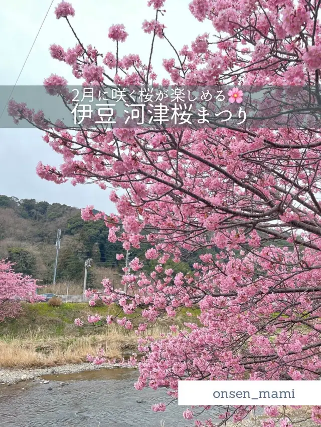 【静岡 河津】満開の河津桜まつりが楽しめる🌸