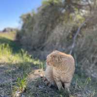 🇯🇵福岡糟屋新宮相島 超萌貓貓絕美景色🐈