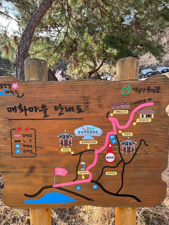 광양 매화마을🫶🏻