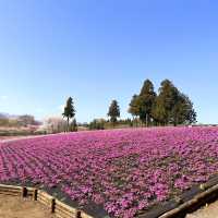 東京近郊景點 – 秩父羊山公園