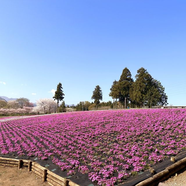 東京近郊景點 – 秩父羊山公園