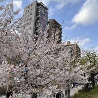 淺草、隅田公園🌸、晴空塔散策