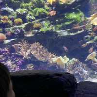 Ocean Park summer holiday