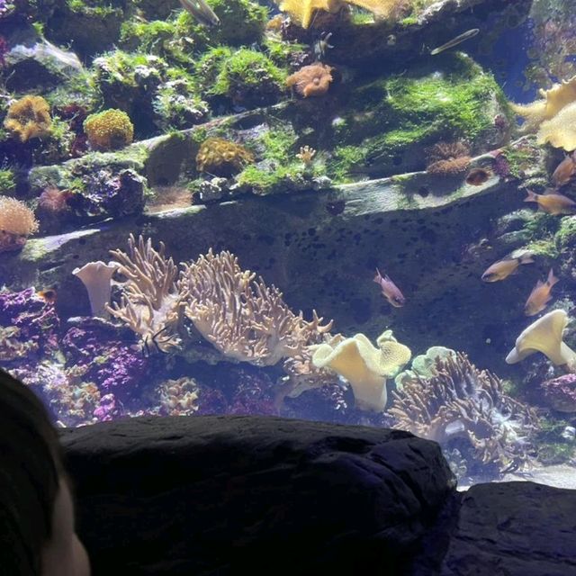Ocean Park summer holiday
