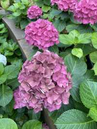สวนดอกไม้ Miracle of nature 